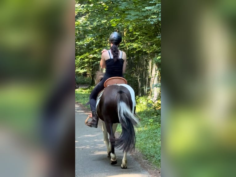 Islandpferd Wallach 9 Jahre 132 cm Schecke in Achstetten