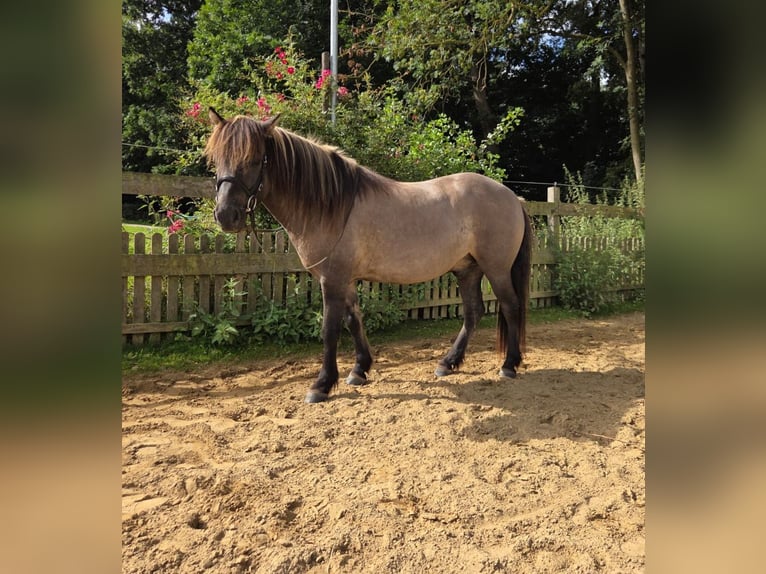 Islandpferd Wallach 9 Jahre 135 cm Falbe in Balje
