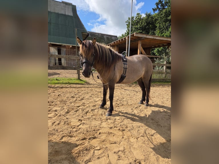 Islandpferd Wallach 9 Jahre 135 cm Falbe in Balje