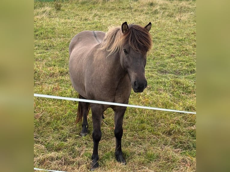Islandpferd Wallach 9 Jahre 135 cm Falbe in Balje