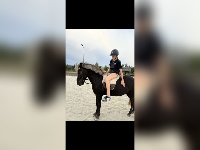 Islandpferd Wallach 9 Jahre 135 cm  in Mattersburg