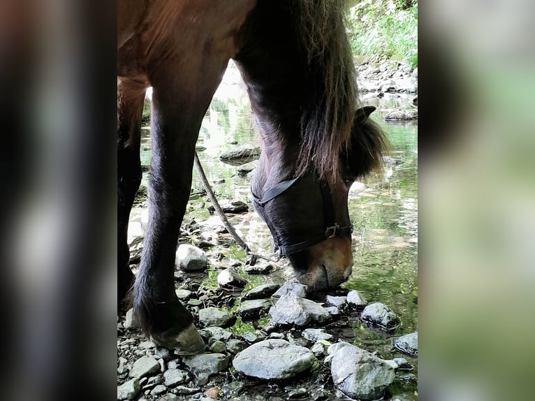 Islandpferd Wallach 9 Jahre 136 cm Brauner in Westerburg