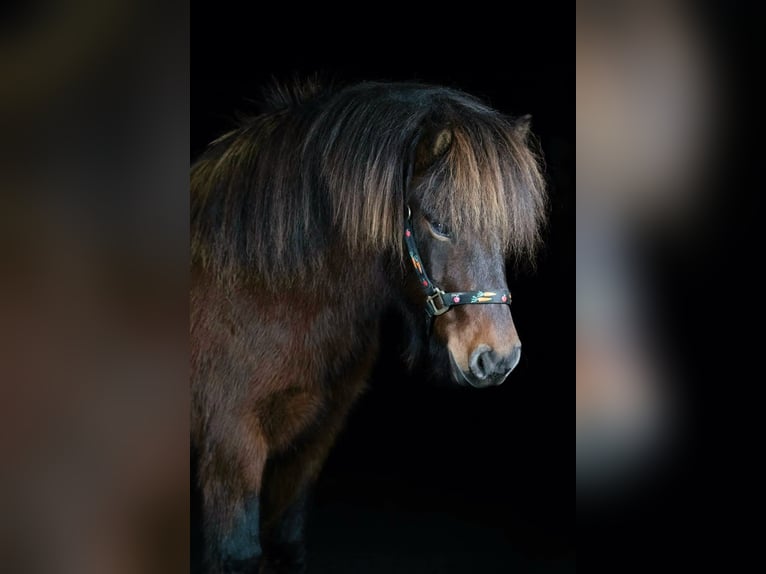 Islandpferd Wallach 9 Jahre 136 cm Brauner in Westerburg