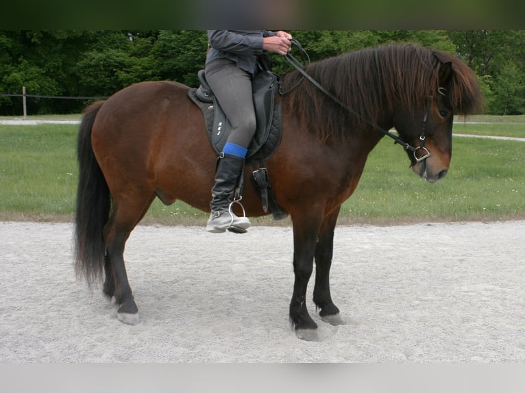 Islandpferd Wallach 9 Jahre 136 cm Brauner in Westerburg