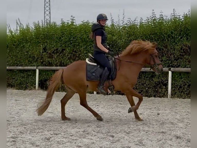 Islandpferd Wallach 9 Jahre 136 cm Fuchs in Neustadt (Wied)