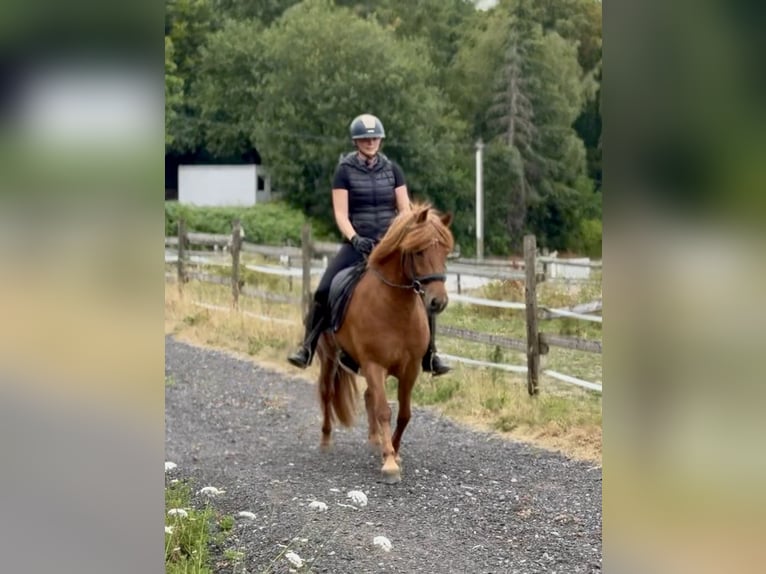 Islandpferd Wallach 9 Jahre 136 cm Fuchs in Neustadt (Wied)