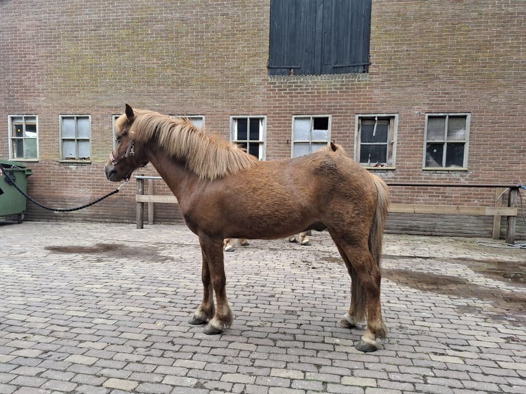 Islandpferd Wallach 9 Jahre 136 cm Fuchs in PuttenPutten