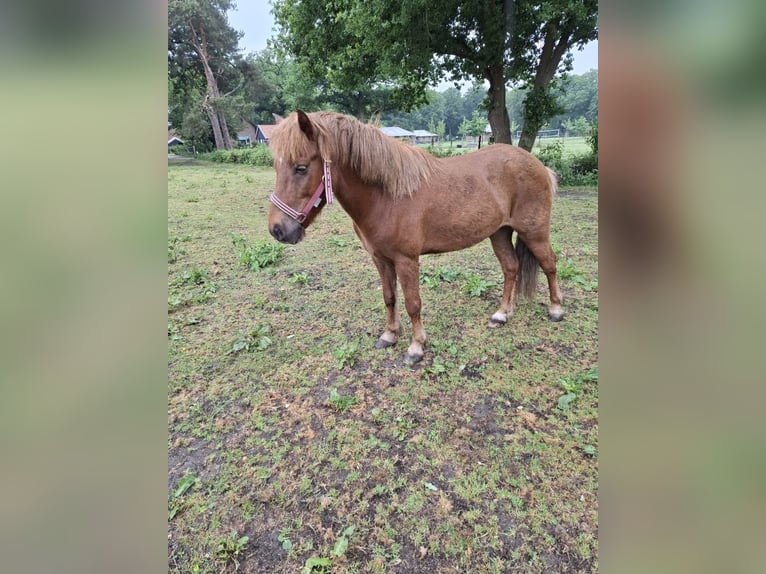 Islandpferd Wallach 9 Jahre 136 cm Fuchs in PuttenPutten