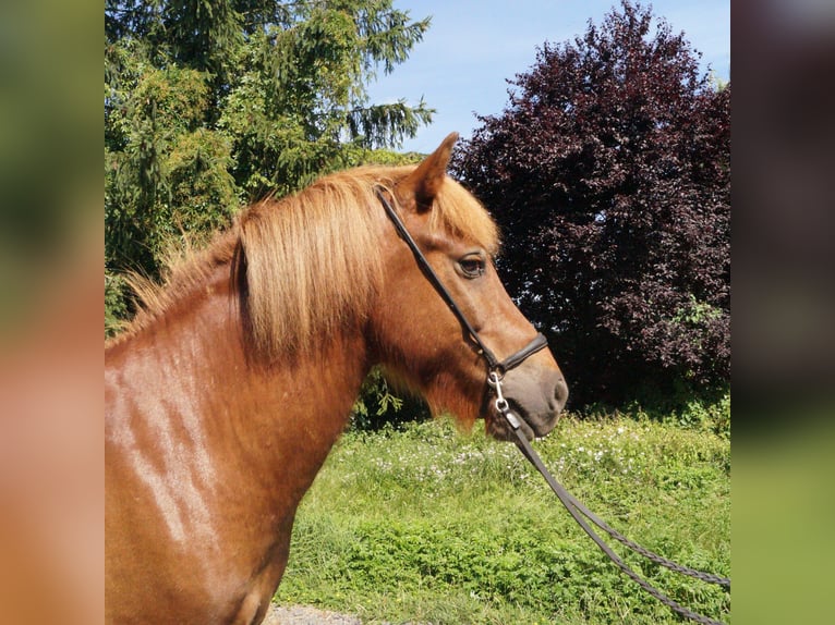 Islandpferd Wallach 9 Jahre 136 cm Fuchs in PuttenPutten