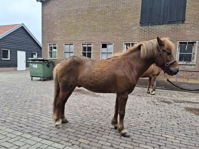 Islandpferd Wallach 9 Jahre 136 cm Fuchs in PuttenPutten