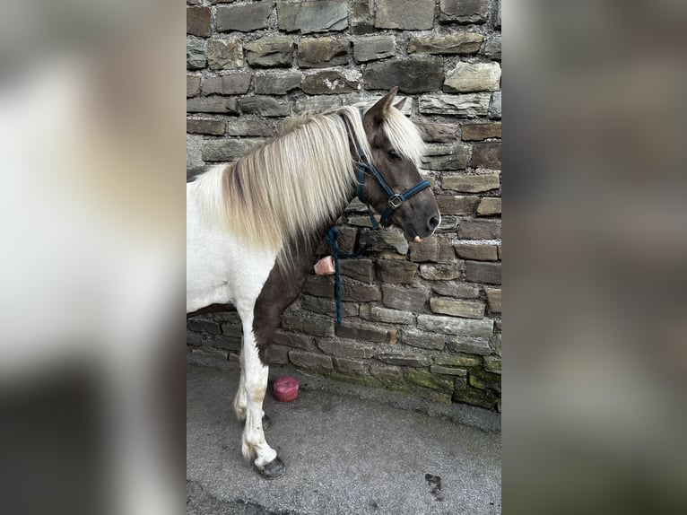 Islandpferd Wallach 9 Jahre 136 cm Schecke in Lindlar