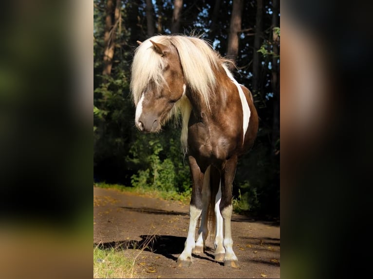 Islandpferd Wallach 9 Jahre 137 cm Schecke in Wardenburg