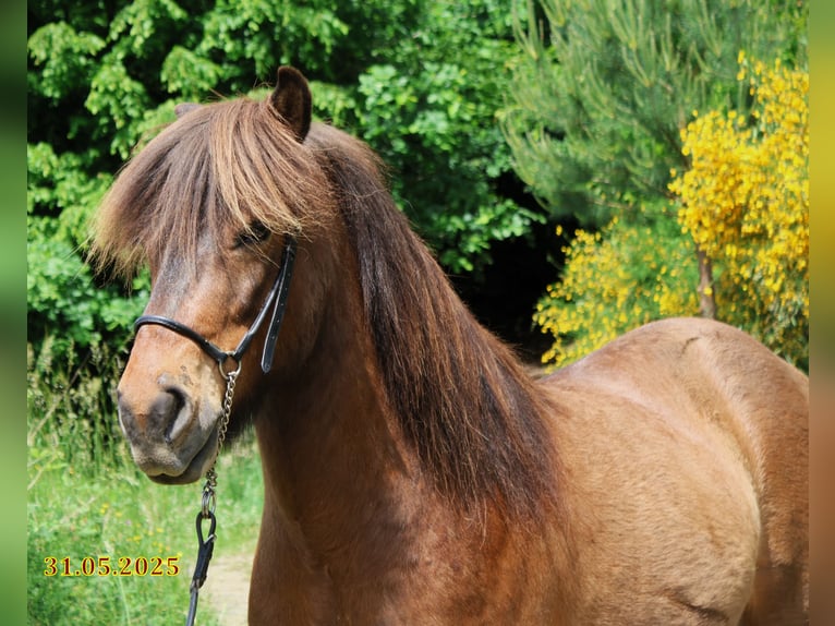 Islandpferd Wallach 9 Jahre 138 cm Brauner in Friesenhagen