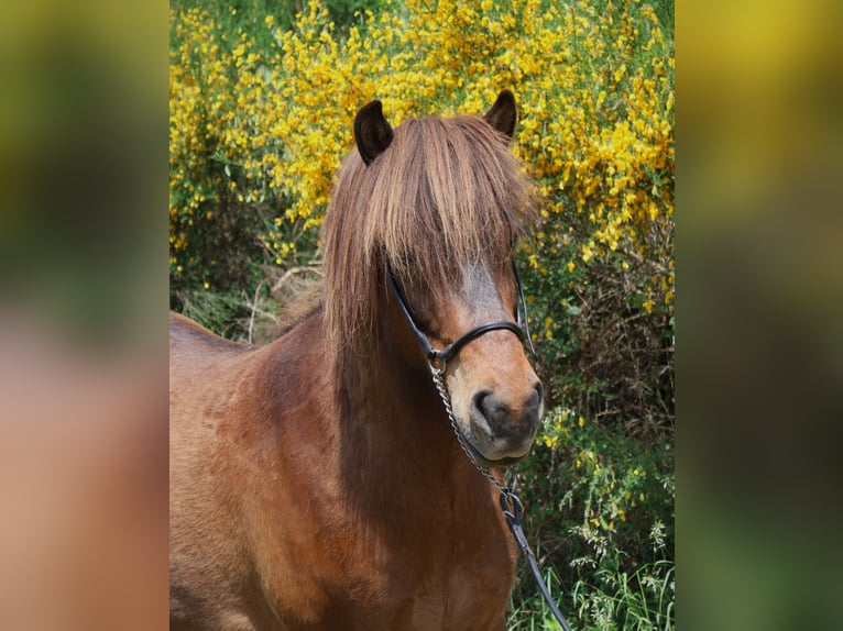 Islandpferd Wallach 9 Jahre 138 cm Brauner in Friesenhagen