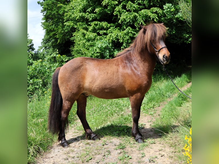 Islandpferd Wallach 9 Jahre 138 cm Brauner in Friesenhagen