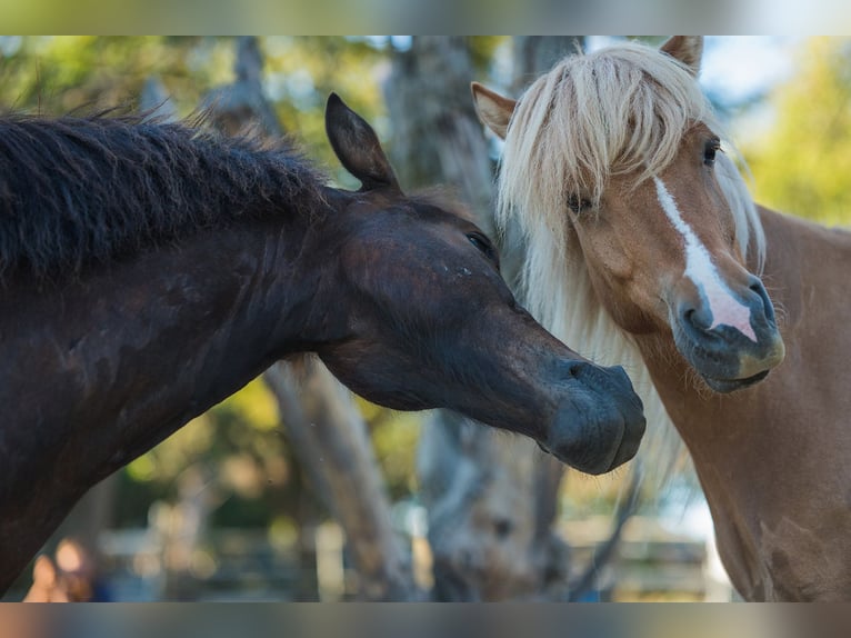 Islandpferd Wallach 9 Jahre 138 cm Falbe in Rosenberg