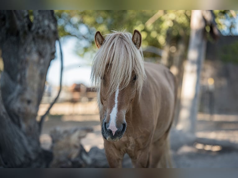 Islandpferd Wallach 9 Jahre 138 cm Falbe in Rosenberg