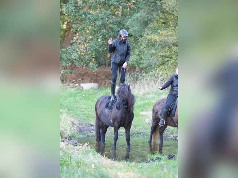 Islandpferd Wallach 9 Jahre 138 cm Rappe in Ribbesbüttel