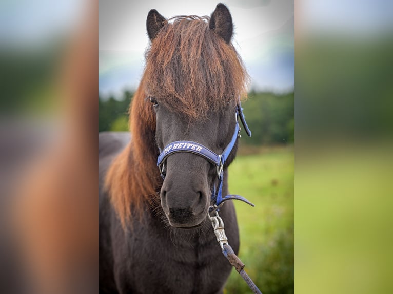 Islandpferd Wallach 9 Jahre 138 cm Rappe in Aichtal