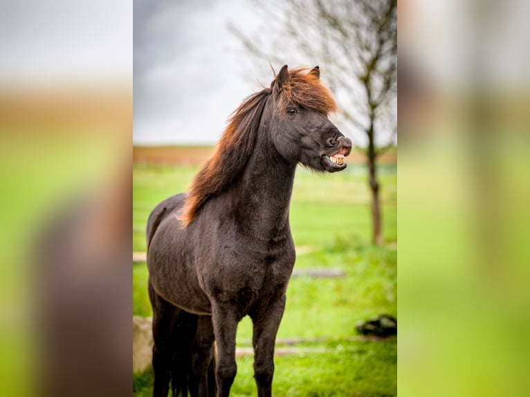 Islandpferd Wallach 9 Jahre 138 cm Rappe in Aichtal