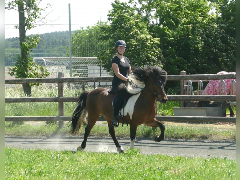 Islandpferd Wallach 9 Jahre 138 cm Schecke in Euskirchen