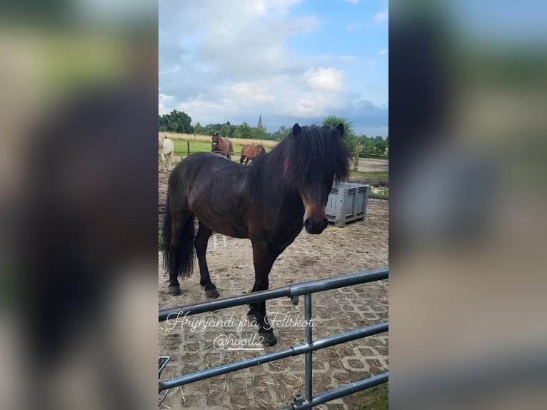 Islandpferd Wallach 9 Jahre 139 cm Brauner in Goch