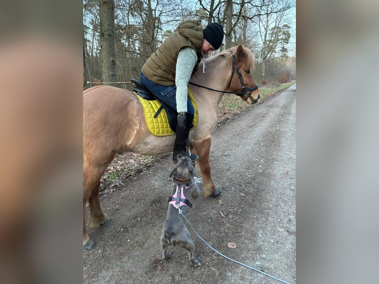 Islandpferd Wallach 9 Jahre 139 cm Falbe in NienhagenNienhagen