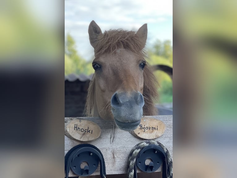 Islandpferd Wallach 9 Jahre 139 cm Falbe in NienhagenNienhagen