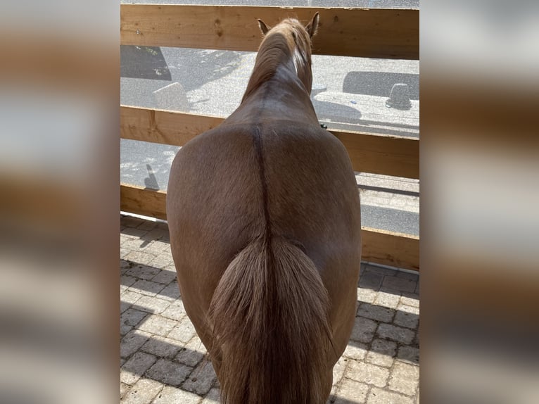 Islandpferd Wallach 9 Jahre 139 cm Falbe in NienhagenNienhagen