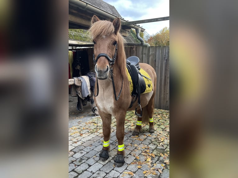 Islandpferd Wallach 9 Jahre 139 cm Falbe in NienhagenNienhagen