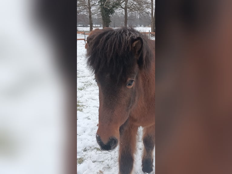 Islandpferd Wallach 9 Jahre 140 cm Brauner in Oldendorf