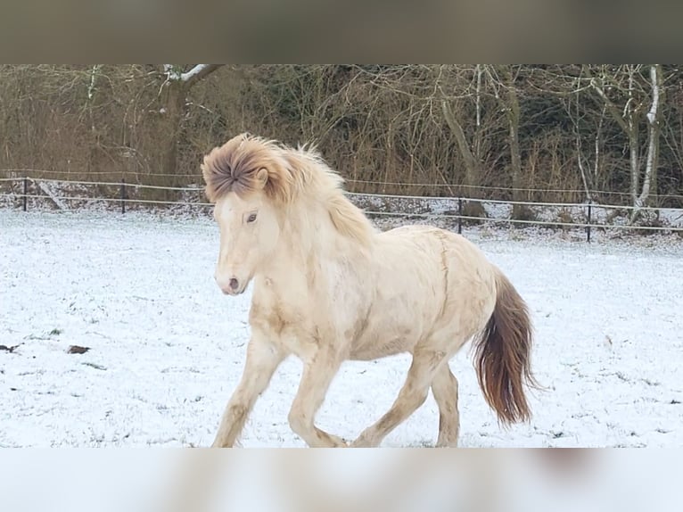 Islandpferd Wallach 9 Jahre 140 cm Falbe in Scharbeutz