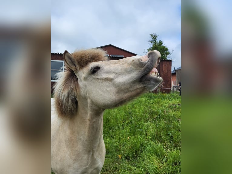 Islandpferd Wallach 9 Jahre 140 cm Falbe in Scharbeutz
