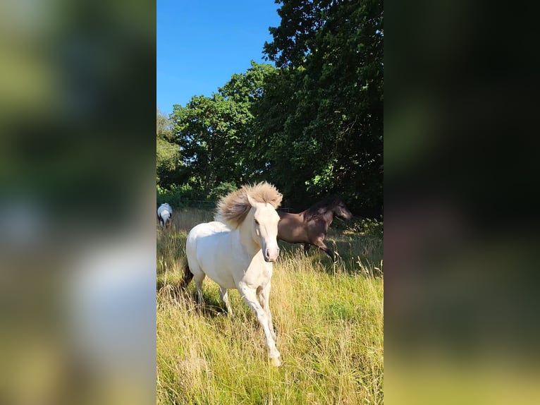 Islandpferd Wallach 9 Jahre 140 cm Falbe in Scharbeutz