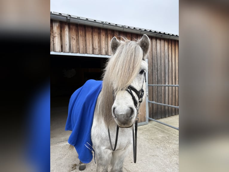 Islandpferd Wallach 9 Jahre 140 cm Rappschimmel in Berlin
