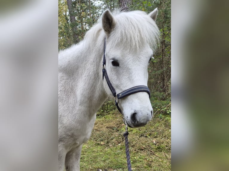 Islandpferd Wallach 9 Jahre 140 cm Schimmel in Schifferstadt