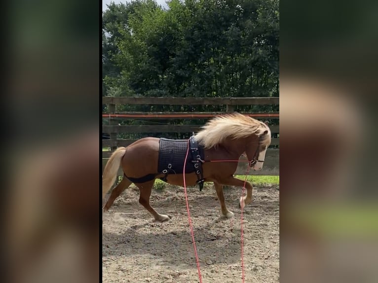 Islandpferd Wallach 9 Jahre 141 cm Fuchs in Melle