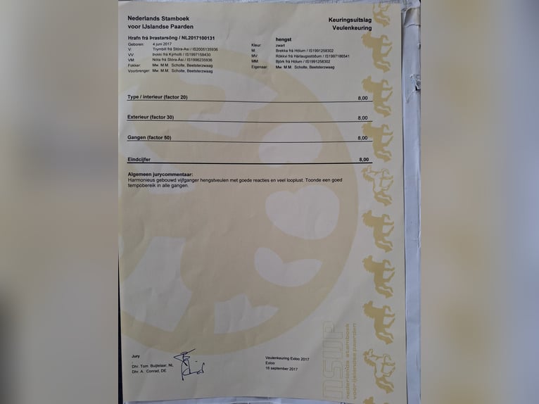 Islandpferd Wallach 9 Jahre 141 cm Rappe in Beetsterzwaag