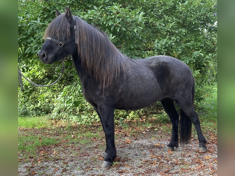 Islandpferd Wallach 9 Jahre 141 cm Rappe in Buch am Buchrain