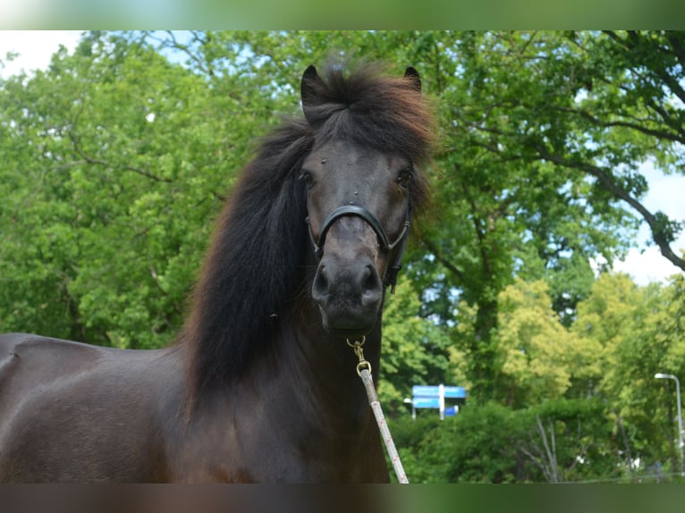 Islandpferd Wallach 9 Jahre 141 cm Rappe in Beetsterzwaag