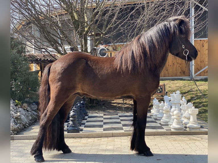 Islandpferd Wallach 9 Jahre 142 cm Rappe in Lochen am See