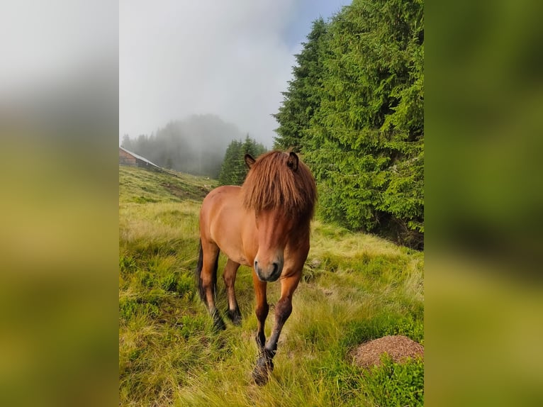 Islandpferd Wallach 9 Jahre 143 cm Brauner in Axams