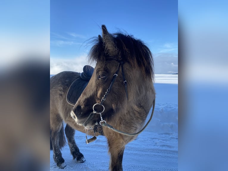 Islandpferd Wallach 9 Jahre 143 cm Falbe in Werthenstein