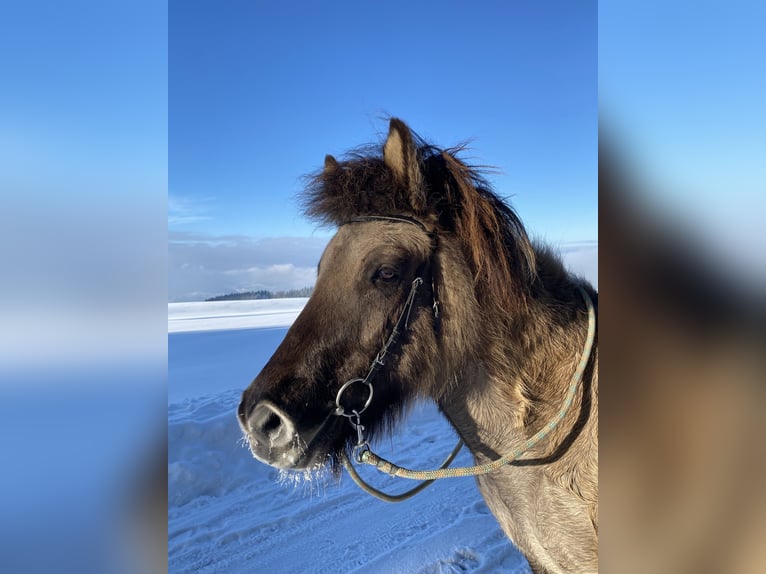 Islandpferd Wallach 9 Jahre 143 cm Falbe in Werthenstein