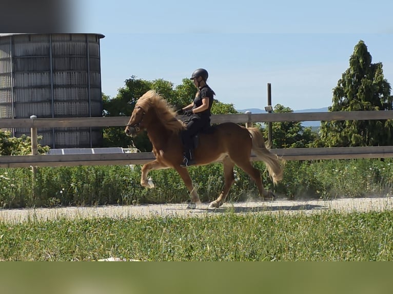 Islandpferd Wallach 9 Jahre 143 cm Fuchs in Aichtal