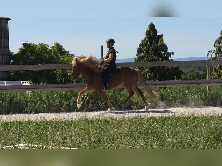 Islandpferd Wallach 9 Jahre 143 cm Fuchs in Aichtal