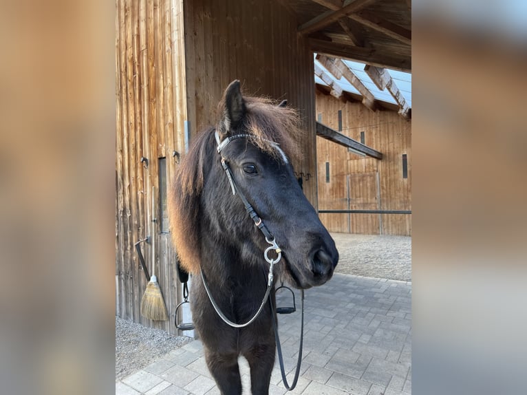 Islandpferd Wallach 9 Jahre 143 cm Rappe in Haiming