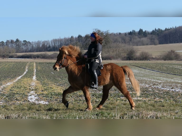 Islandpferd Wallach 9 Jahre 144 cm Fuchs in Waldalgesheim