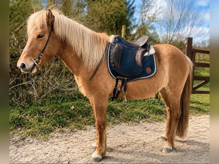 Islandpferd Wallach 9 Jahre 145 cm Falbe in Mönchengladbach