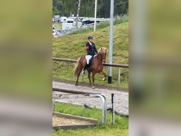 Islandpferd Wallach 9 Jahre 145 cm Fuchs in Kaltenkirchen